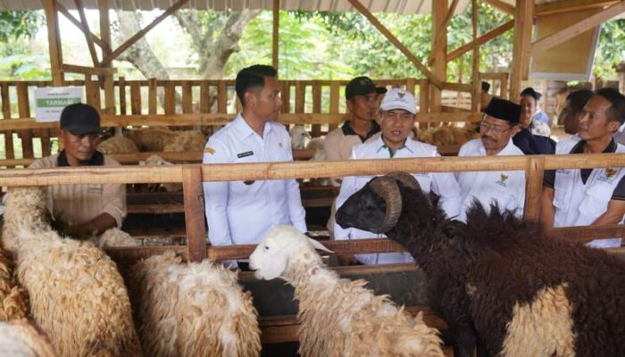 Bantuan Ternak BAZNAS