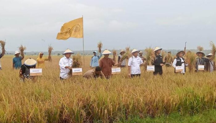 Panen Padi di Tuban