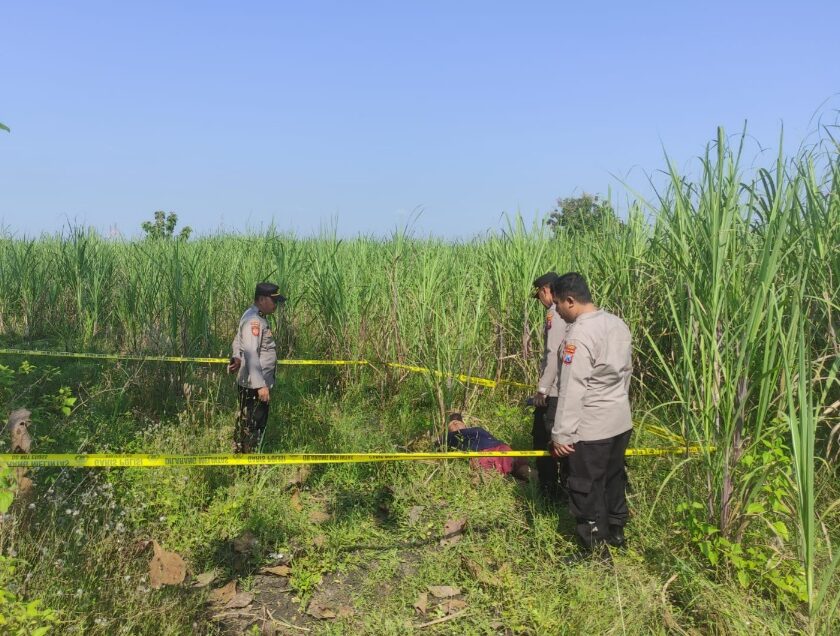 Tewas di Ladang Tebu