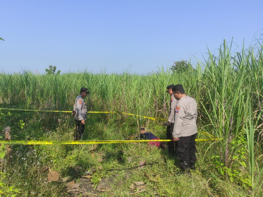 Tewas di Ladang Tebu